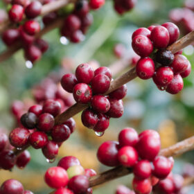 coffee-berry-organic-coffee-Cesar